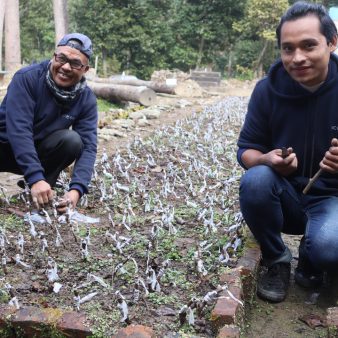 Nursery propagation