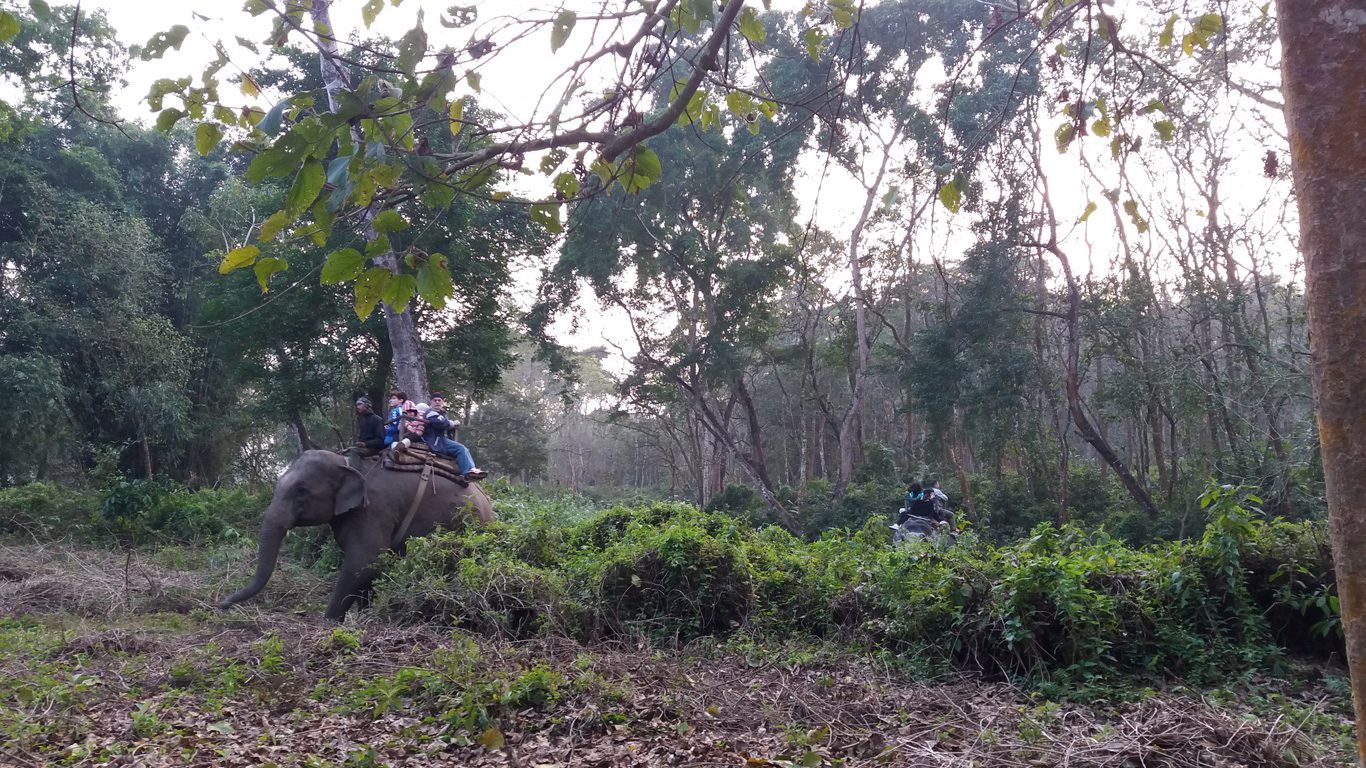 Elephant safari