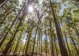 Economics of forest restoration