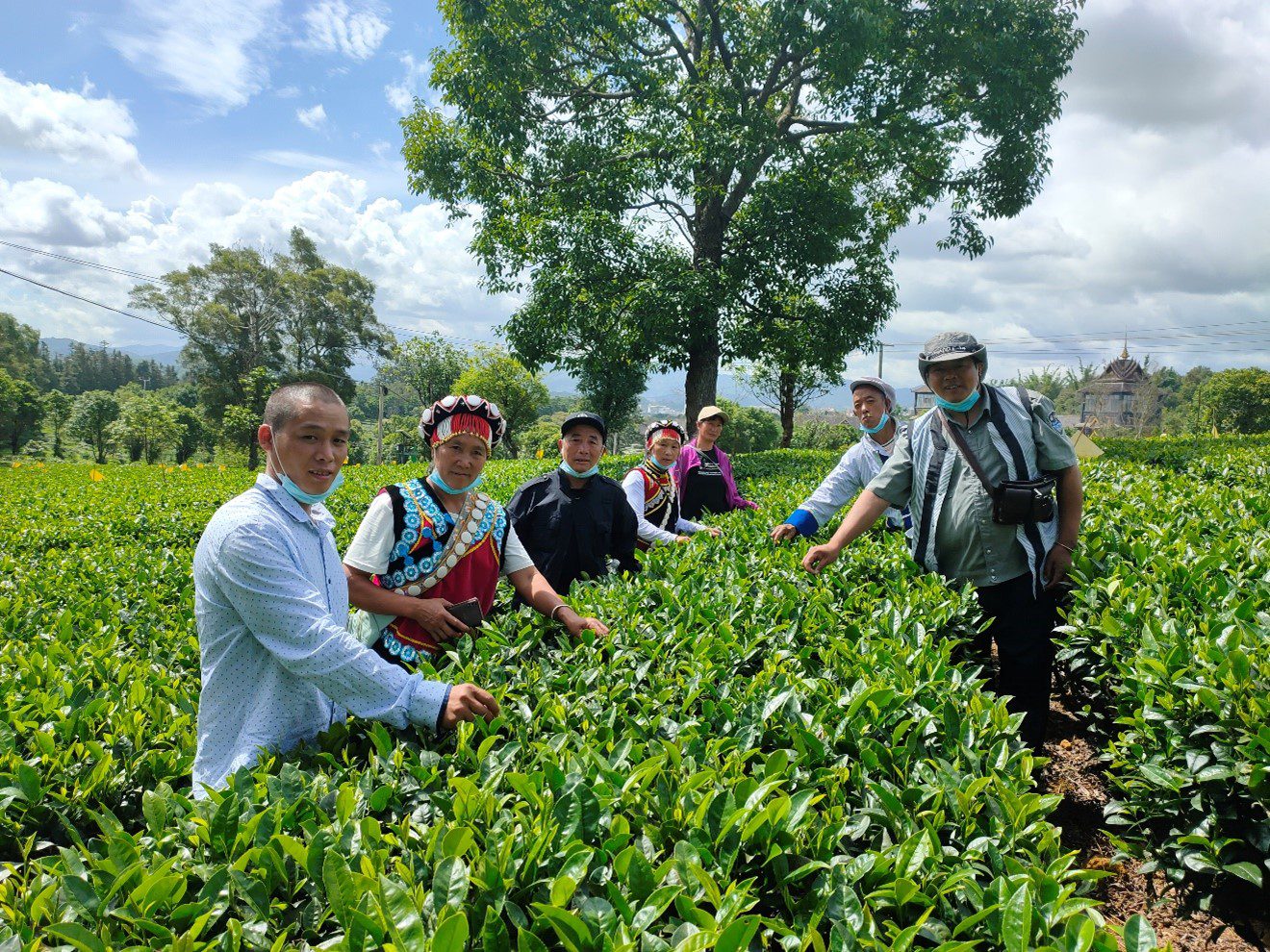 experimental tea fields