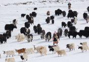 A spotlight on our mountain biodiversity