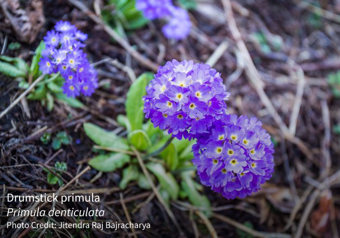 Primula denticulata