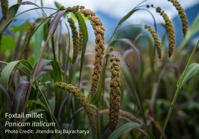 Panicum italicum