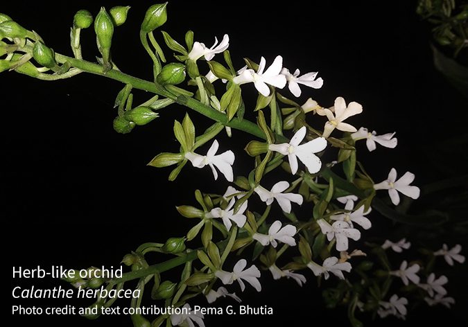 Calanthe herbacea