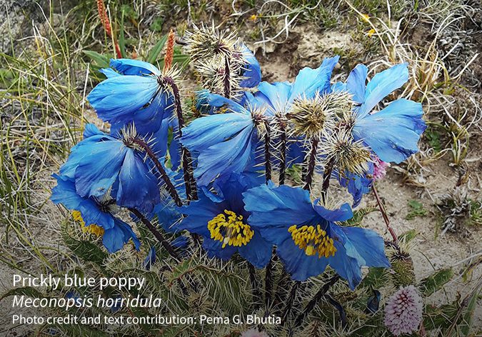 Meconopsis-horridula