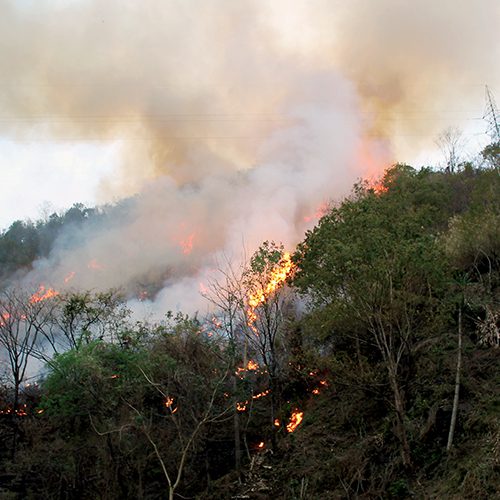 forest fire damages