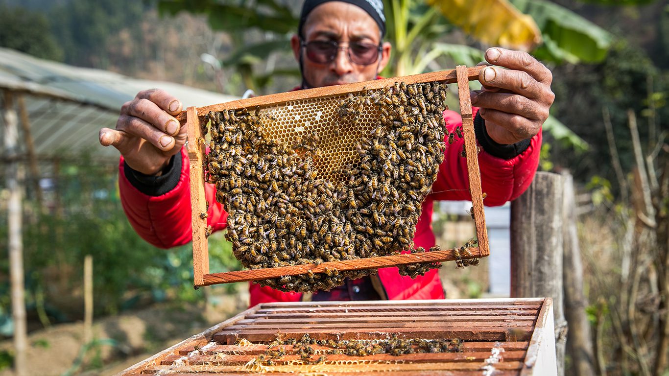 bees