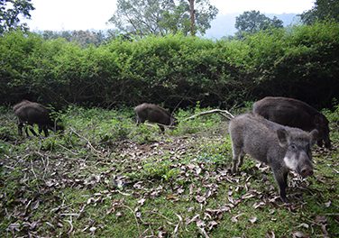 Protecting humans and wildlife 