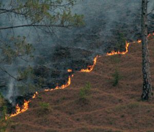 Forest fires across Uttarakhand