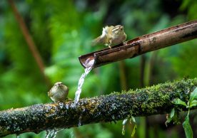 Why mountains matter for biodiversity