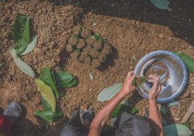 Tackling plastic pollution in farms and nurseries with leaf bags