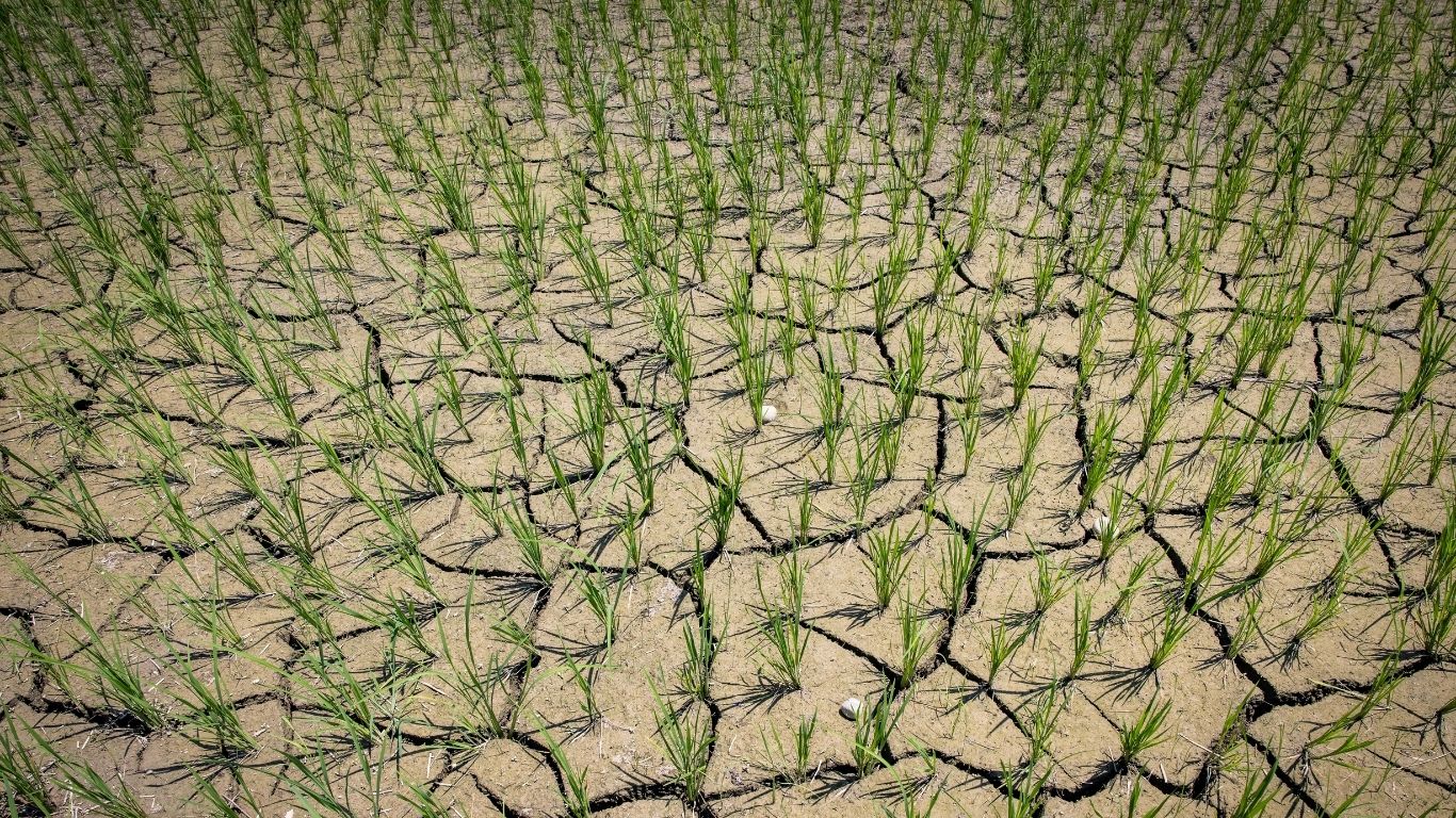 Drought in the grain basket: A silent agricultural crisis in Nepal’s Madhesh Province 