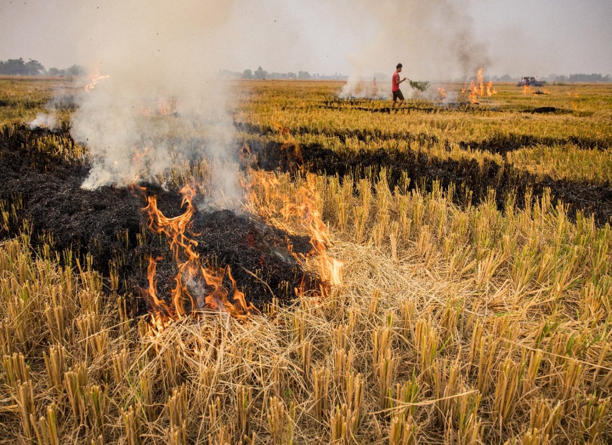 Behind the smoke: Why does crop residue burning persist in Nepal?