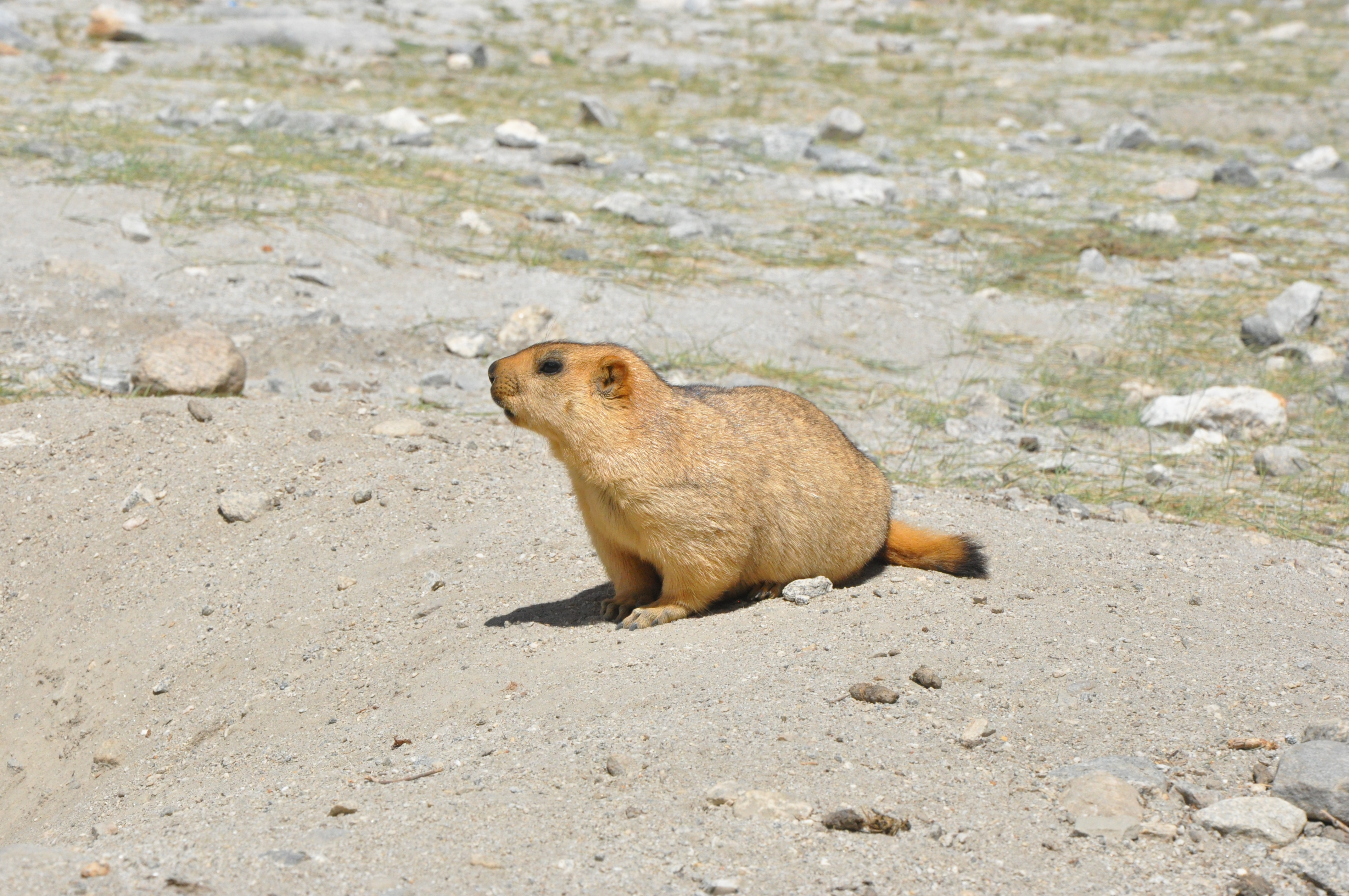 Journal of a climate scientist: a chance encounter with a Himalayan Marmot and permafrost nexus