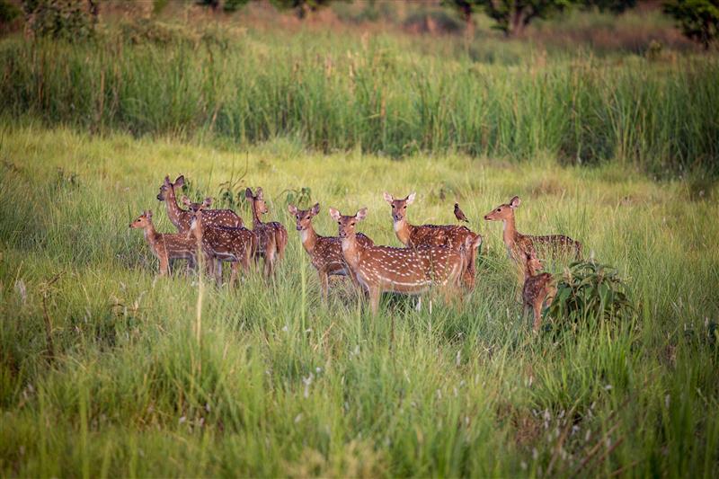 Is Nepal ready to adopt innovative financing approaches for sustainable management of protected areas?  