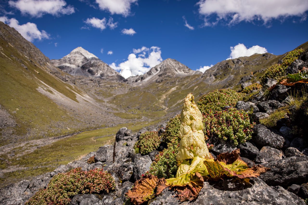 Natural capital accounting for Jigme Dorji National Park, Bhutan