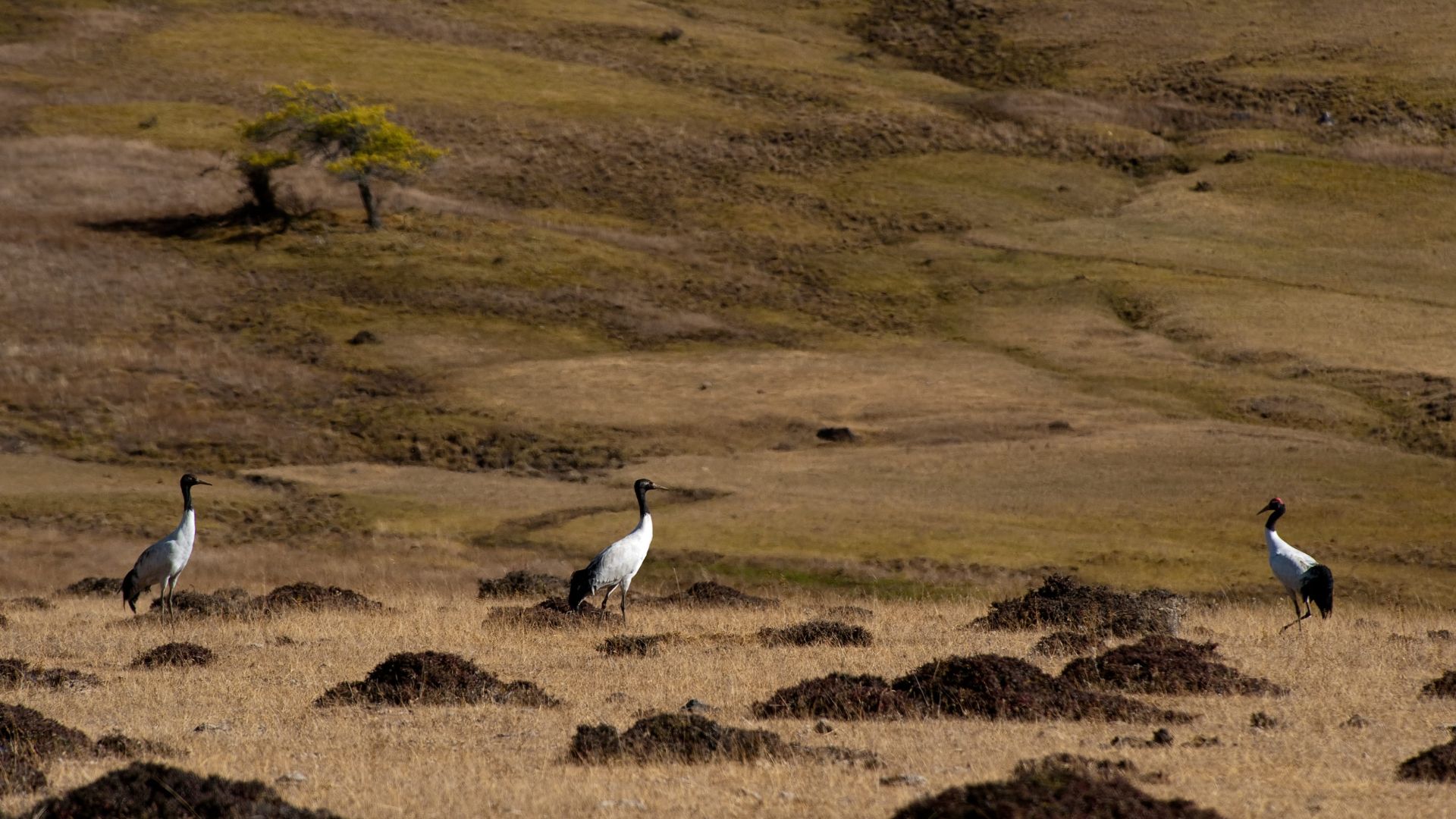 Provincial Rangelands International year of rangelands and pastoralists 2026 - ICIMOD