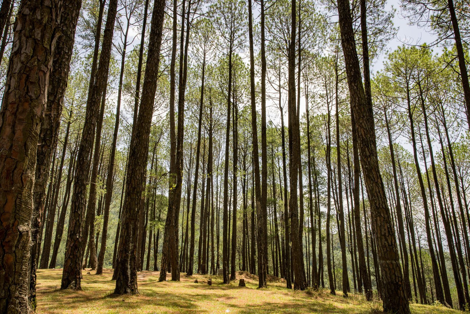 Using drones for forest monitoring
