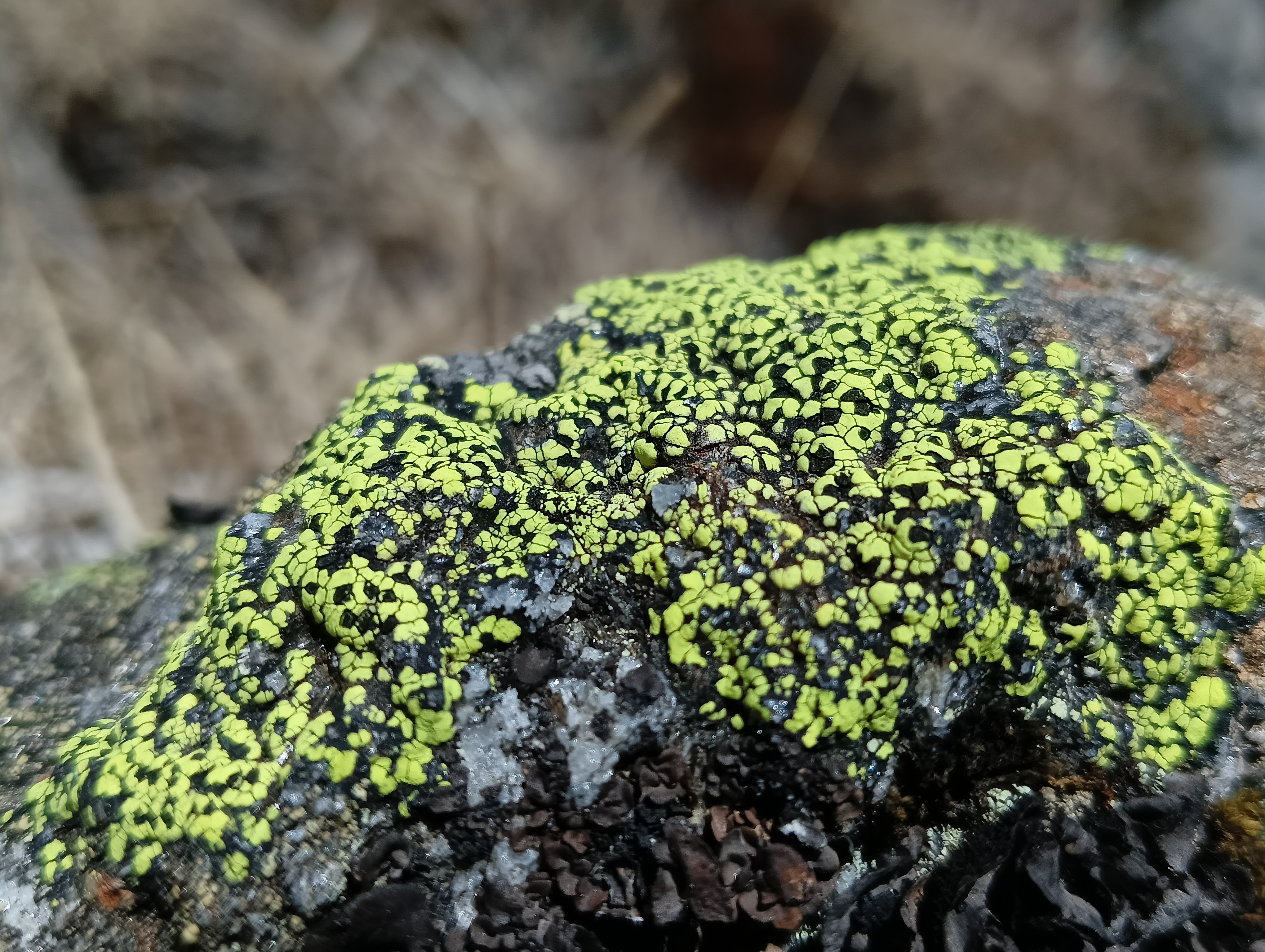 Unlocking Biodiversity Data for Sustainable Development in the Hindu Kush Himalaya