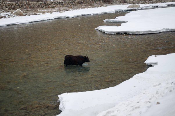 A Himalayan Yak